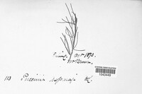Puccinia asparagi image